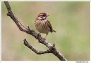 Reed-Bunting-5